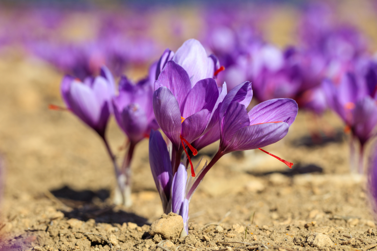 Saffron Extract: The Mood-Supporting Ingredient Backed by Modern Science